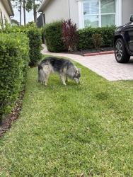 Found/Stray Male Dog last seen Visconti Way & Ambrose Way, Shirley, MA 01464