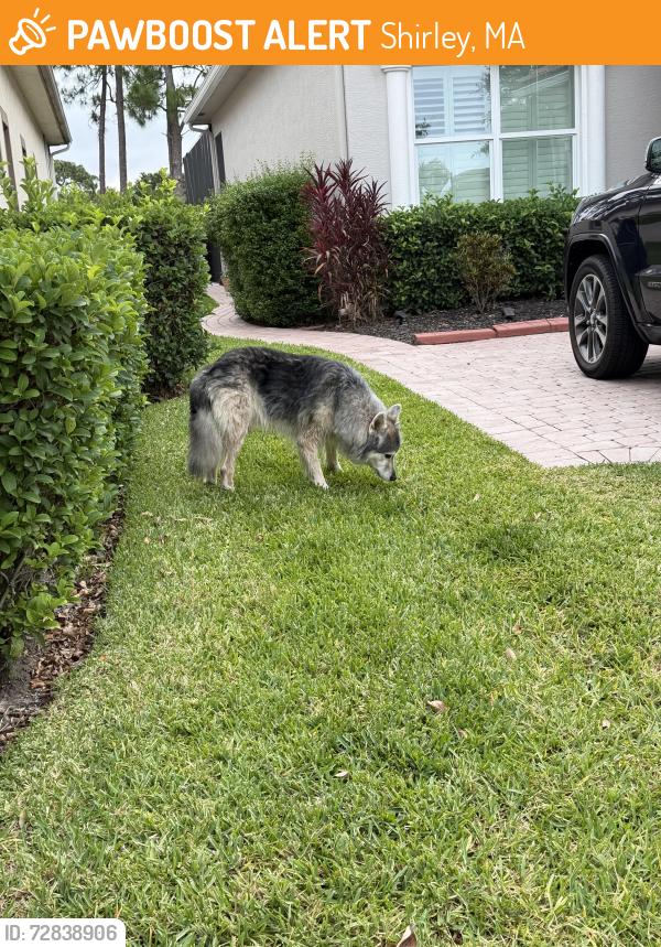 Found/Stray Male Dog last seen Visconti Way & Ambrose Way, Shirley, MA 01464