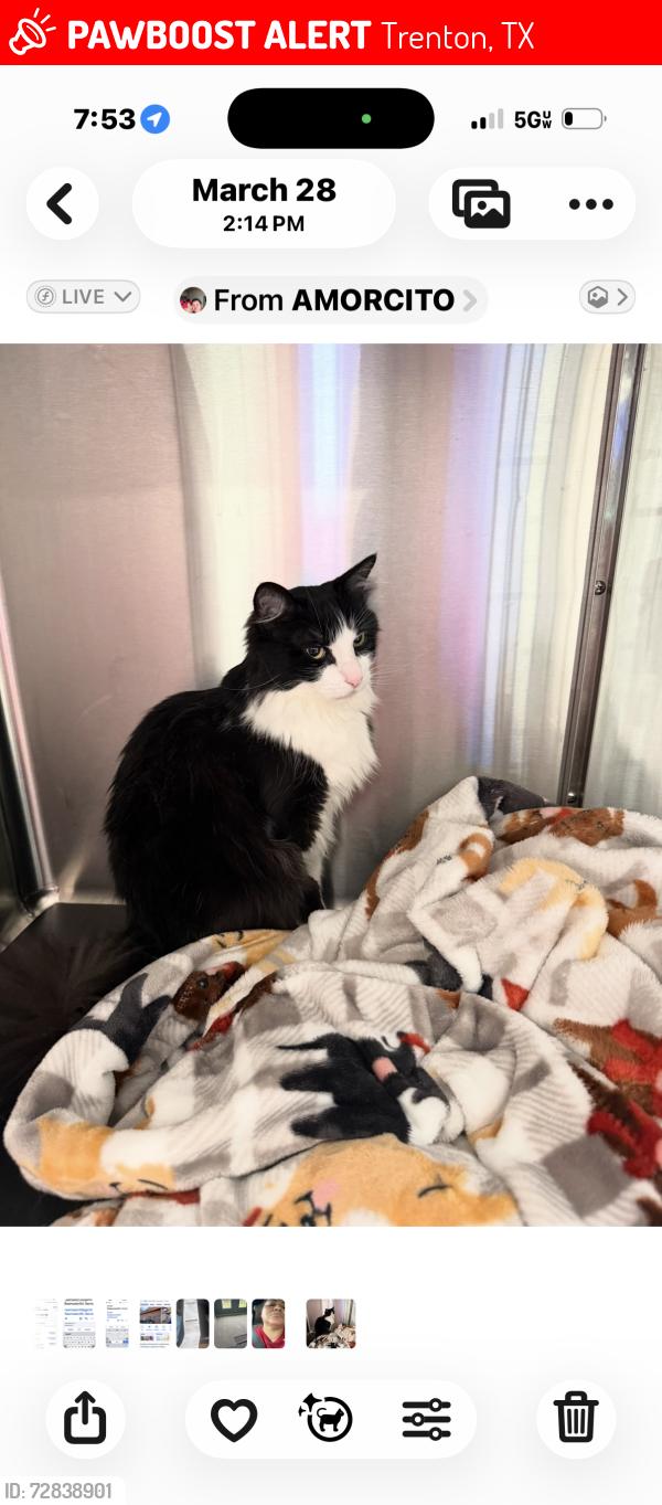 Lost Male Cat last seen 121-69 treton, Trenton, TX 75490