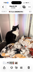 Lost Male Cat last seen 121-69 treton, Trenton, TX 75490