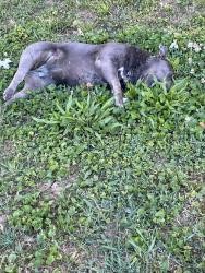 Found/Stray Female Dog last seen In a ditch on Bethabara rd , Winston-Salem, NC 27106