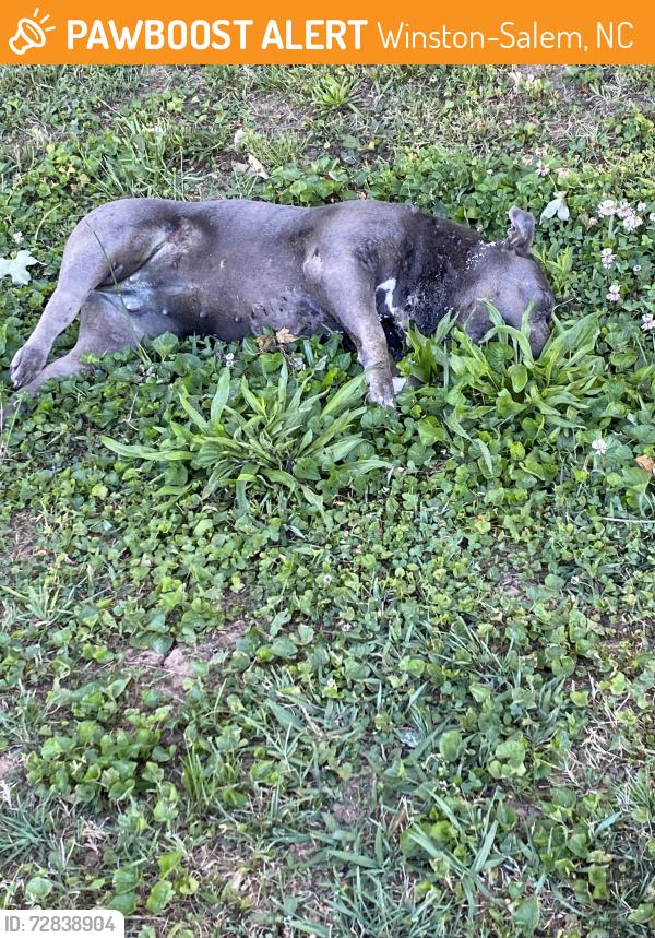 Found/Stray Female Dog last seen In a ditch on Bethabara rd , Winston-Salem, NC 27106