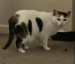 Lost Female Cat last seen Signal hill mall , Statesville, NC 28625