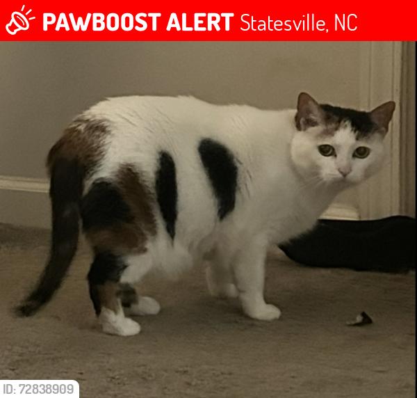 Lost Female Cat last seen Signal hill mall , Statesville, NC 28625