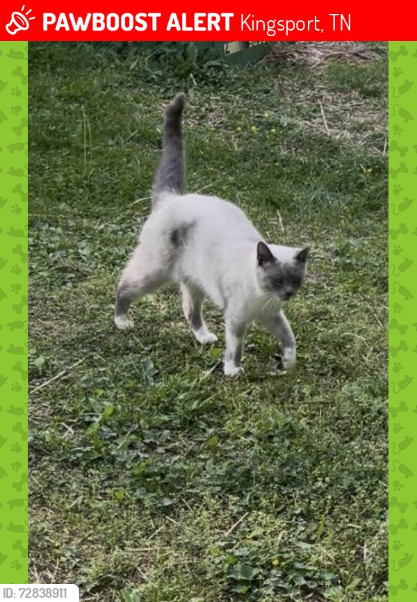 Lost Female Cat last seen Parker    Briarwood, Kingsport, TN 37660