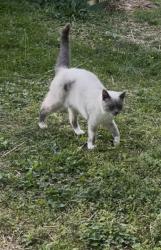 Lost Female Cat last seen Parker    Briarwood, Kingsport, TN 37660