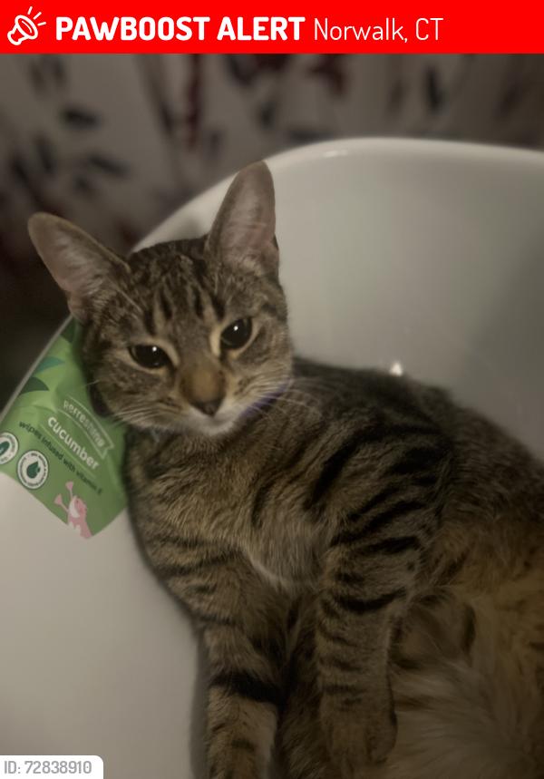 Lost Female Cat last seen Elmwood ave / couch st , Norwalk, CT 06854