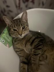 Lost Female Cat last seen Elmwood ave / couch st , Norwalk, CT 06854