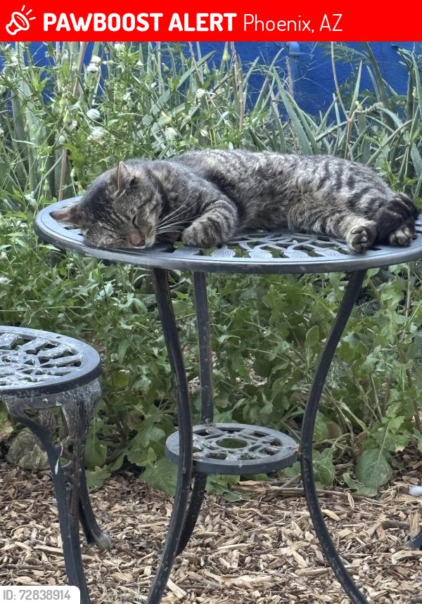 Lost Male Cat last seen 16th and Roosevelt streets, Phoenix, AZ 85006