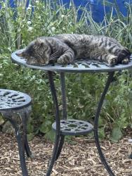 Lost Male Cat last seen 16th and Roosevelt streets, Phoenix, AZ 85006