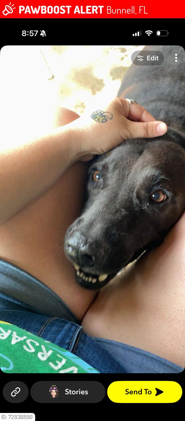 Lost Male Dog last seen County road 304 closer to US 1, Bunnell, FL 32110