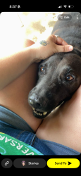 Lost Male Dog last seen County road 304 closer to US 1, Bunnell, FL 32110
