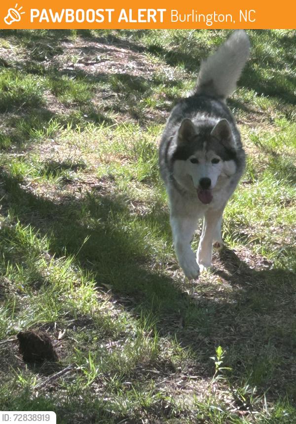 Found/Stray Male Dog last seen Dorsett street, Burlington, NC 27215