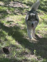 Found/Stray Male Dog last seen Dorsett street, Burlington, NC 27215