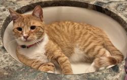 Lost Male Cat last seen Brook highland circle , Birmingham, AL 35242