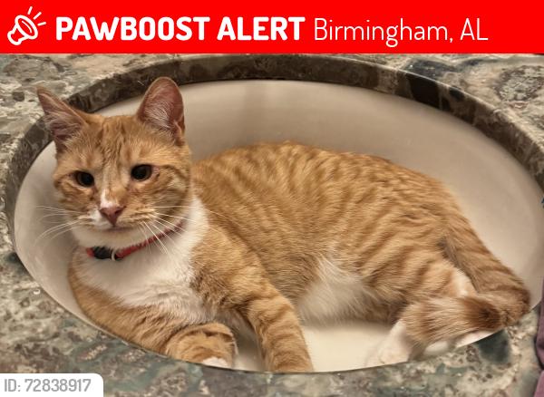 Lost Male Cat last seen Brook highland circle , Birmingham, AL 35242