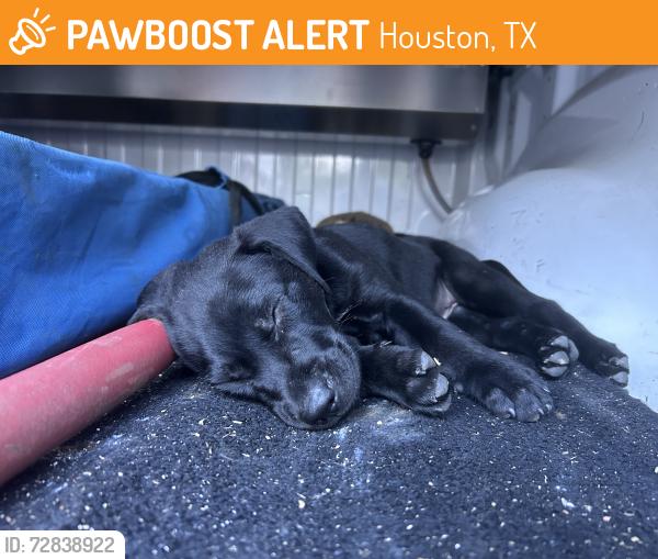 Found/Stray Male Dog last seen Mason Park, Houston, TX 77023