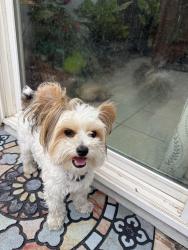 Found/Stray Male Dog last seen mack road , Sacramento, CA 95823