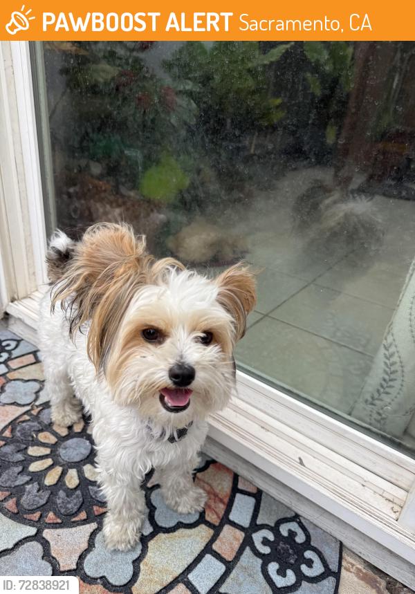 Found/Stray Male Dog last seen mack road , Sacramento, CA 95823