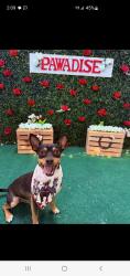 Lost Male Dog last seen Not sure, Jacksonville, NC 28546