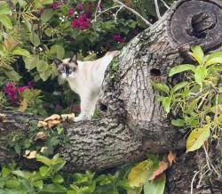 Reunited Female Cat last seen Miami 33126, Doral, FL 33126