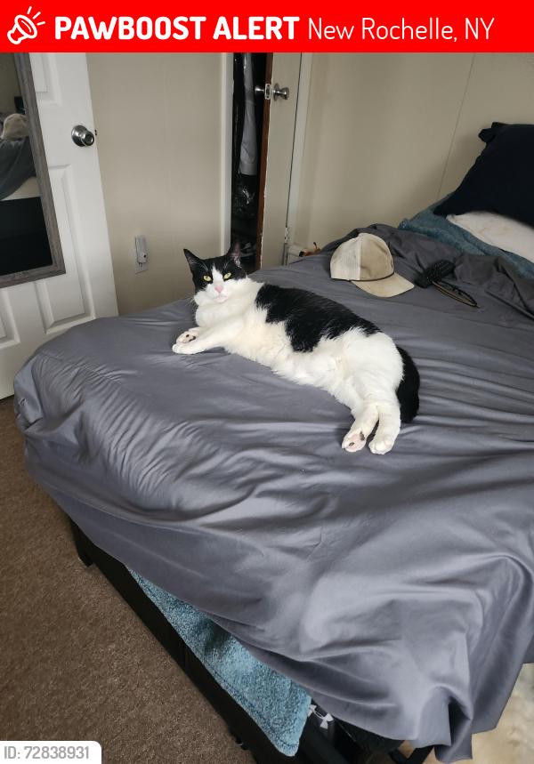 Lost Male Cat last seen City park fifth ave, New Rochelle, NY 10801