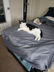 Lost Male Cat last seen City park fifth ave, New Rochelle, NY 10801