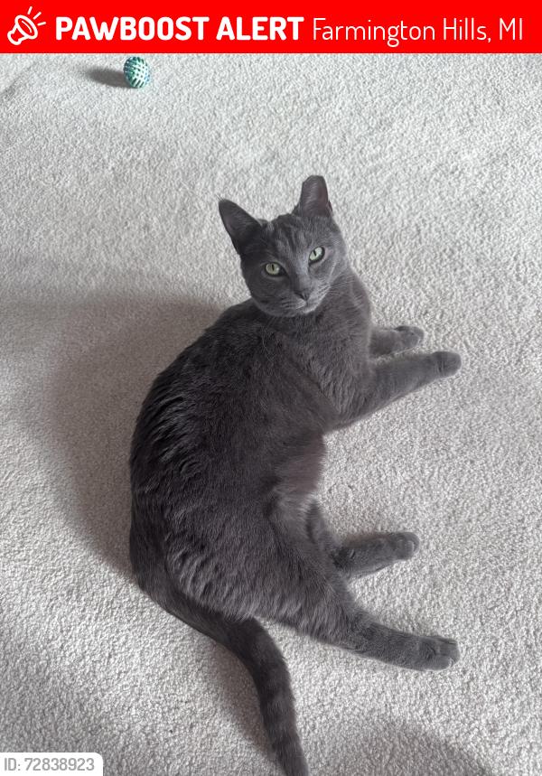 Lost Female Cat last seen Drake &13 Mile, Farmington Hills, MI 48331