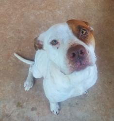 Found/Stray Female Dog last seen Britton and luther, Harrah, OK 73049
