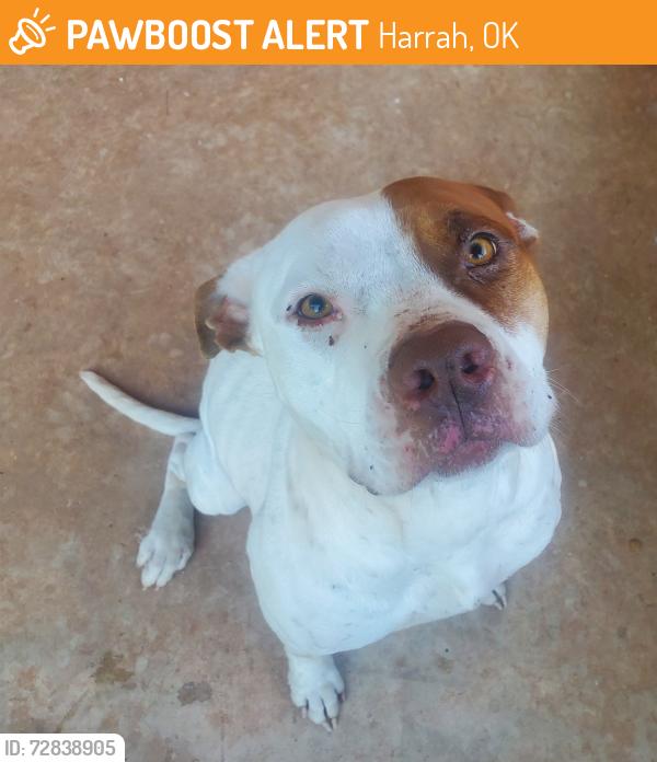 Found/Stray Female Dog last seen Britton and luther, Harrah, OK 73049