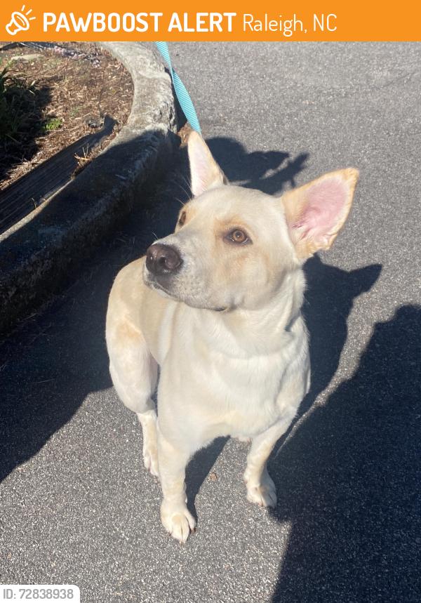 Found/Stray Male Dog last seen Dexter place, Raleigh, NC 27605