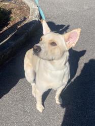 Found/Stray Male Dog last seen Dexter place, Raleigh, NC 27605