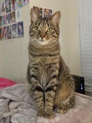 Lost Male Cat last seen By the trail next to Brookmeade Ct, Countryside, VA 20165
