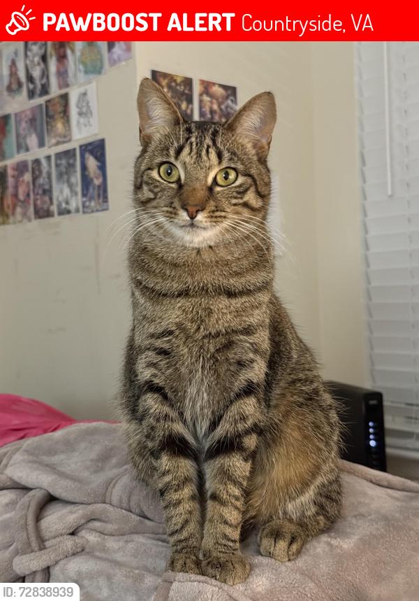 Lost Male Cat last seen By the trail next to Brookmeade Ct, Countryside, VA 20165