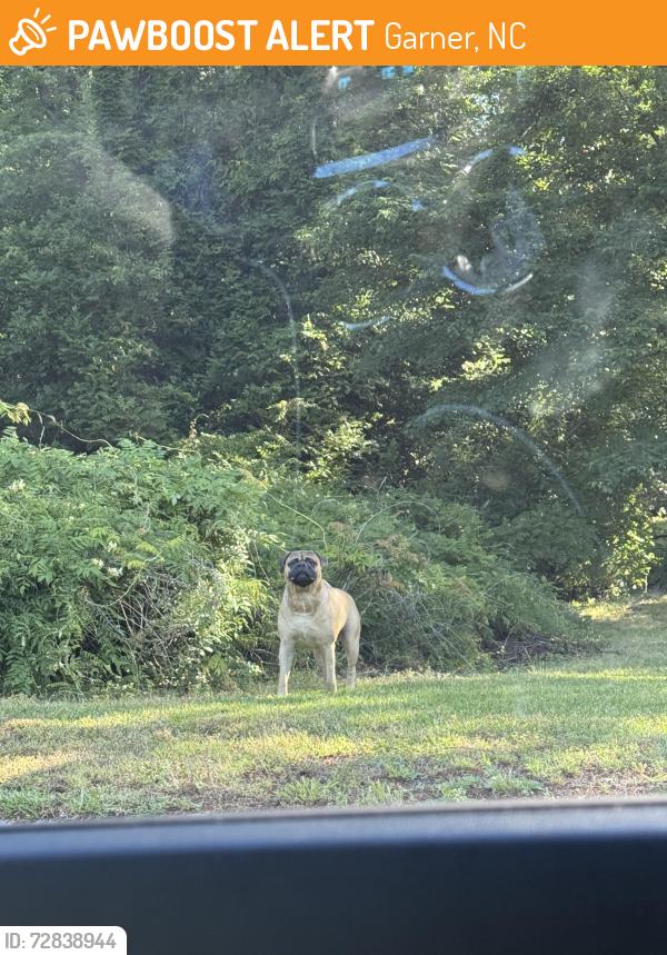 Found/Stray Unknown Dog last seen Intersection of Poplar Ave and Lakeside Dr, Garner, NC 27529