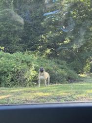 Found/Stray Unknown Dog last seen Intersection of Poplar Ave and Lakeside Dr, Garner, NC 27529