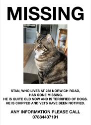 Lost Male Cat last seen Next to Waitrose, Wymondham, Norfolk, England NR18 0SX