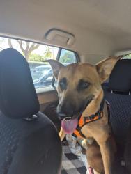 Found/Stray Male Dog last seen Near Ave and 120 St Tamiami Airport, West End, FL 33196