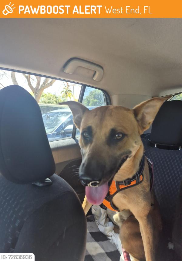 Found/Stray Male Dog last seen Near Ave and 120 St Tamiami Airport, West End, FL 33196