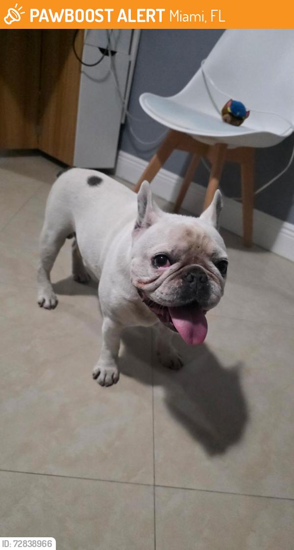 Found/Stray Male Dog last seen Near sw 122th Ave, Miami, FL 33184