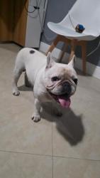 Found/Stray Male Dog last seen Near sw 122th Ave, Miami, FL 33184