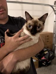Found/Stray Unknown Cat last seen Providence Loop, heritage pointe subdivision , Hinesville, GA 31313