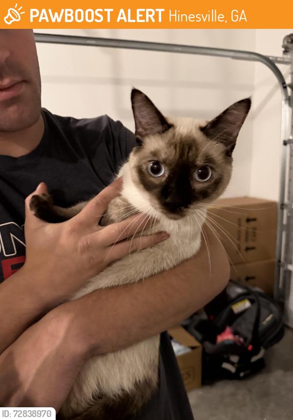 Found/Stray Unknown Cat last seen Providence Loop, heritage pointe subdivision , Hinesville, GA 31313