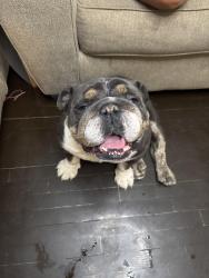 Found/Stray Male Dog last seen S Crysler Ave, Independence, MO 64052