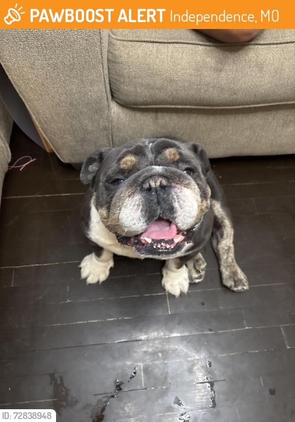 Found/Stray Male Dog last seen S Crysler Ave, Independence, MO 64052