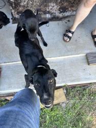 Found/Stray Female Dog last seen Hwy 71 and brushy near high game fence, Colorado County, TX 78934