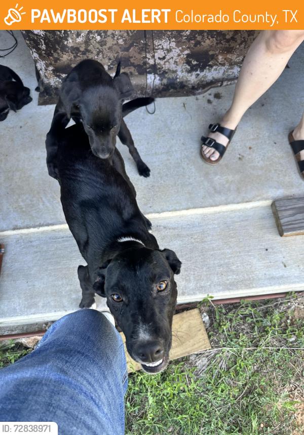 Found/Stray Female Dog last seen Hwy 71 and brushy near high game fence, Colorado County, TX 78934