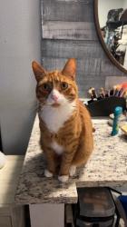 Reunited Male Cat last seen Middelbrook road, fountains cndmniums , Orlando, FL 32811