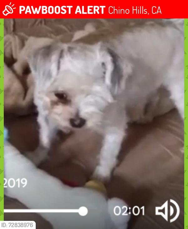 Lost Male Dog last seen Phillips/Central Ave Chino ca, Chino Hills, CA 91710