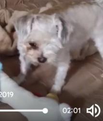 Lost Male Dog last seen Phillips/Central Ave Chino ca, Chino Hills, CA 91710